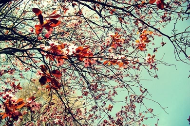 Vintage Flower Images And Wallpapers Download