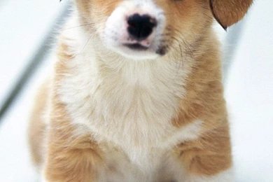 Cute Puppy iPhone 4s Wallpapers Download