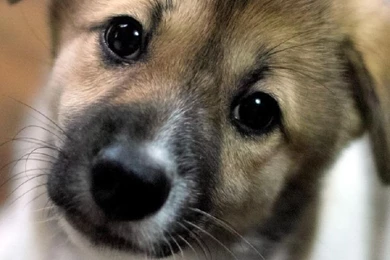 Puppy Free Iphone Wallpapers