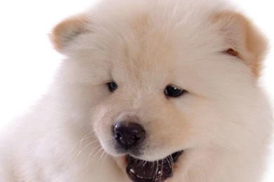 Chow Chow Puppy Wallpapers Puppies Wallpapers (13936824) Fanpop