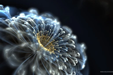 Amazing 3d Flower Wallpapers