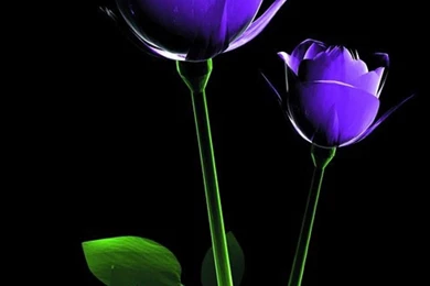 Quopinslok: Backgrounds 3d Flower