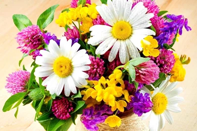 Fresh Flower Wallpapers   Wallpapers High Definition