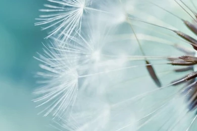 Dandelion Flower Backgrounds In 640x1136 Resolution