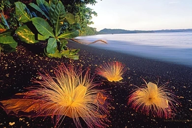 Lenovo Wallpapers 190260