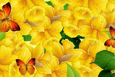 Top Hd Colorful Butterfly Wallpaper Images For Pinterest
