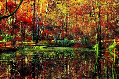 Fall In The Forest Wallpapers