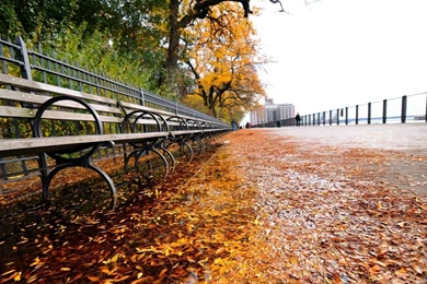 Download Wallpapers 1920x1080 City, ​​park, Leaves, Fall, Bench ...