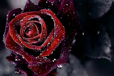 35+ HD Pictures Of Roses