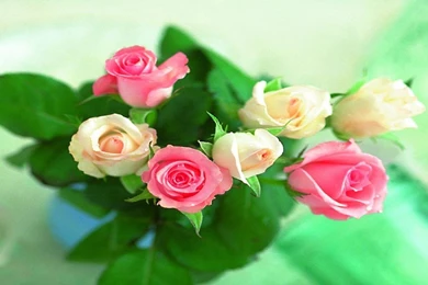 HD Wallpapers Freebie   Quality Free Download Wallpapers