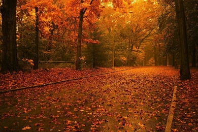 Wordpress Plugin LiteBox