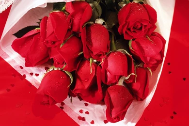 Flowers Wallpapers HD Wallpapers