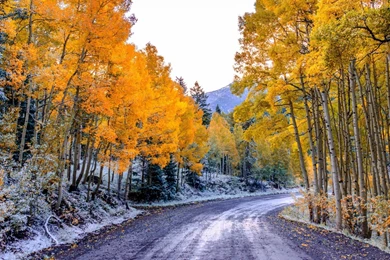 Download Wallpapers 1920x1080 Aspen, Colorado, Usa, Trees, Fall ...