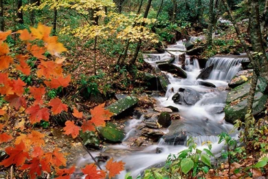 Widescreen Fall 1080p Wallpapers HD 1920x1080