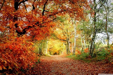 Park Fall Wallpapers Full HD [2560x1600]   Free Wallpapers Full Hd ...