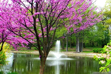 Top Spring Wallpapers Widescreen 1920x1080 Images For Pinterest