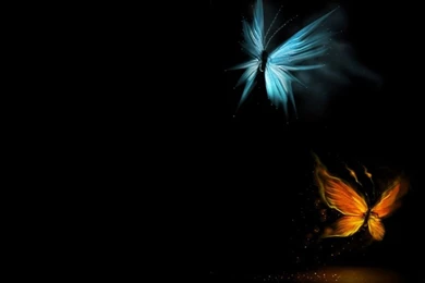 Top Black Butterfly Wallpaper Images For Pinterest