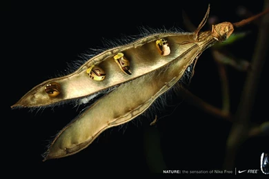 Wallpapers Tagged With NIKE