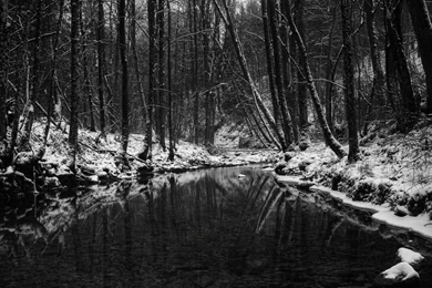 Black White Winter Scene Wallpapers 1920x1080   (