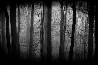 Top Dark Forest Wallpapers 4660 Images For Pinterest