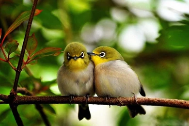 For Free In Hd Resolution Cute Little Birds Hd Desktop Wallpapers ...