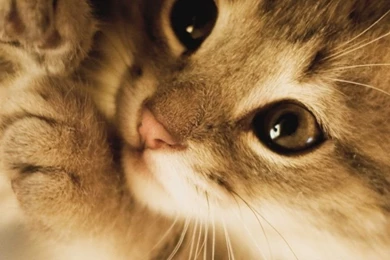 Cute Lazy Kitten HD Desktop Wallpapers : High Definition ...