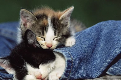 Cute Kittens   Kittens Wallpapers (16123202)   Fanpop