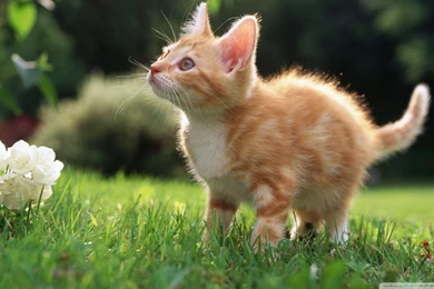 Top Cute Orange Kittens Wallpaper Images For Pinterest