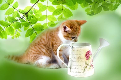 Cats Kitten Watering Animals Cute Cats Cans Kittens Wallpapers ...