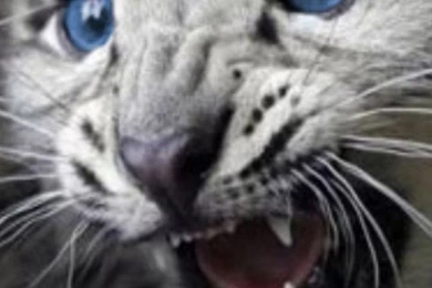 Galaxy S3 Wallpapers HD   Beautiful, Stunning Wallpapers