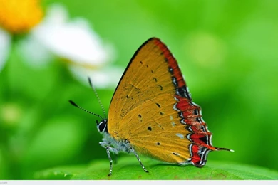 Nature Wallpapers Full Hd   Wallpapers HD Base