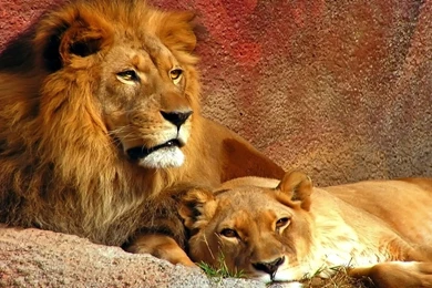 High Definition Two Sleepy Lions Free Your Top HD Wallpapers