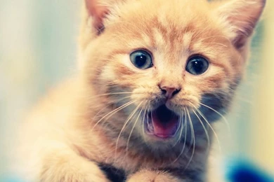 Cute animal tablet wallpapers.jpg