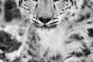 Download Wallpapers 1080x1920 Snow Leopard, Snow, Hunting ...
