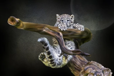 Snow Leopard Cub Snag Photoshop Wallpapers