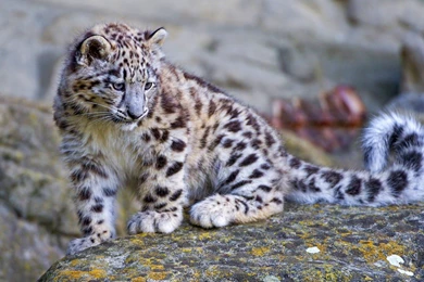 Snow Leopard Cubs Playing In Snow   Wallpaper.