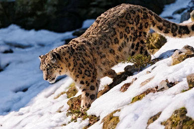 Download Wallpapers 3840x2160 Snow Leopard, Snow, Walk, Forest ...