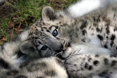 Top Snow Leopard Animals Images For Pinterest