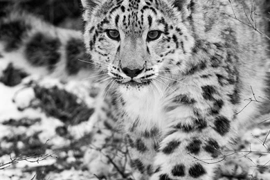 Download Wallpapers 2048x2048 Snow Leopard, Snow, Hunting ...