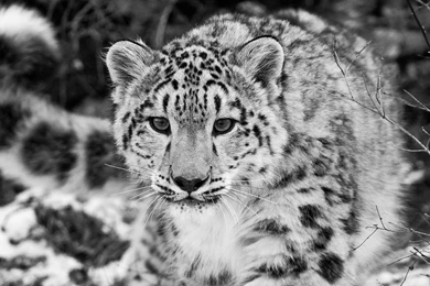 Download Wallpapers 2560x1080 Snow Leopard, Snow, Hunting ...
