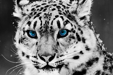 Snow leopard 7.png