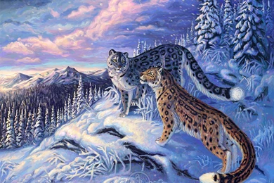 262 Snow Leopard HD Wallpapers