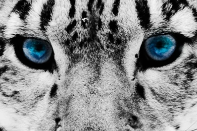 Download Wallpapers 1080x1920 Snow Leopard, Face, Big Cat, Predator ...