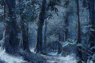 Winter Snow Trees Frozen Hd Wallpapers   (