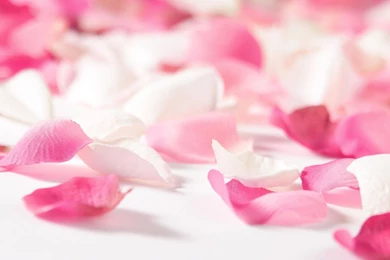 Pink Flower Desktop Wallpaper, Pink Flower Backgrounds, New Wallpapers