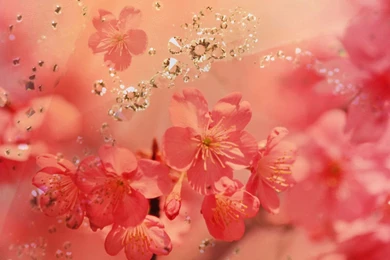 Grey And Pink Wallpapers