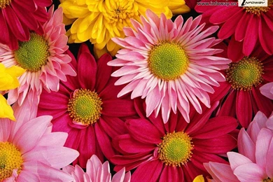 White Sunflower Wallpapers   Photo 29 Of 316