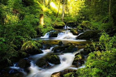 Forest   Forest Wallpapers (28046445)   Fanpop