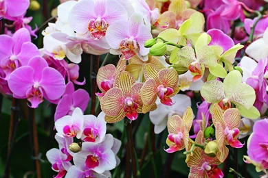 Orchids Wallpapers — Free Full HD Wallpaper. Widescreen HQ Desktop ...