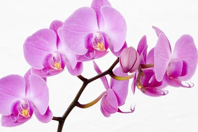 Orchids Wallpapers